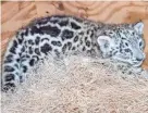  ?? JOEL R MILLER ?? A baby snow leopard was born at the Milwaukee County Zoo. The baby does not yet have a name.