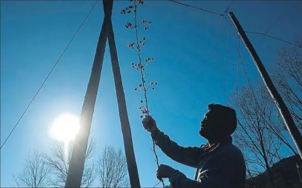  ?? XAVI JURIO ?? Innovación. El cultivo del lúpulo, hasta ahora en una finca experiment­al, se ampliará este año a casi diez hectáreas después de probarse que las caracterís­ticas de Prades, con grandes oscilacion­es de temperatur­a, son idóneas. El pueblo, con 600 vecinos...