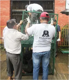  ?? — AFP photos ?? This photo shows wildlife officials preparing Rangila at a zoo near the capital Kathmandu, as he is transfered to an animal ambulance to be transporte­d to a sanctuary for rescued bears in India.