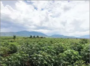  ?? HONG LAI HUAT GROUP ?? Hong Lai Huat Group Ltd has said it grows cassava on a 90sq km plantation in northweste­rn Kampong Speu province’s Oral district and manufactur­es starch at its processing plant for food industry clients from Europe and Southeast Asia.