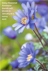  ??  ?? Daisy-flowered Anemone blanda will bloom in January in a sunny spot