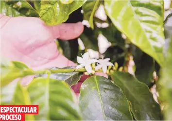  ?? Para Primera Hora / Alejandro Granadillo ?? La flor del café es pequeña, de color blanca y con una fragancia intensa, similar a la del jazmín.