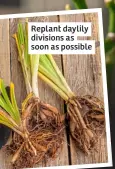  ?? ?? Replant daylily divisions as soon as possible