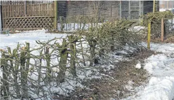  ?? FOTO: PR ?? Sieht nicht schön aus, ist aus Sicht von Hildegard Kanal vom Obst- und Gartenbauv­erein Laiz aber fachmännis­ch ausgeführt worden.