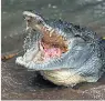  ??  ?? ADAPT American crocodile