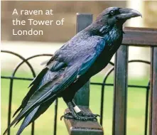  ??  ?? A raven at the Tower of London