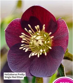  ?? ?? Helleborus Pretty Single Red Ellen