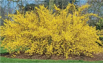  ??  ?? Hello yellow: Easy-going forsythia will cheer your garden and can be used as hedging