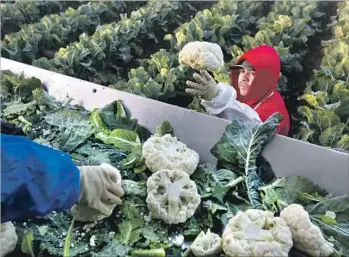  ?? Gary Coronado Los Angeles Times ?? GERARDO RIVERA, of Mexicali, Mexico, picks cauliflowe­r along with other workers holding H-2A visas on a farm near Greenfield, Calif. More than 11,000 guest workers were approved in California last year.