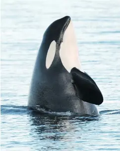 ?? — NOAA, VANCOUVER AQUARIUM ?? Losing southern resident killer whale (J17) would be a blow because she is a female still of reproducin­g age, says a research scientist.
