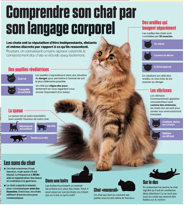 Comprendre Son Chat Par Son Langage Corporel Pressreader