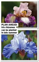  ??  ?? PLAN AHEAD: Iris rhizomes can be planted in late summer