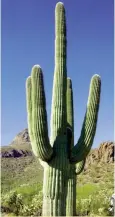  ??  ?? EL MÁS FAMOSO Fotogénico e irreductib­le, la Carnegiea gigantea es el mítico cactus de los westerns, donde los malos caen y se clavan sus espinas. Sin él muchas películas y dibujos animados no tendrían sentido.