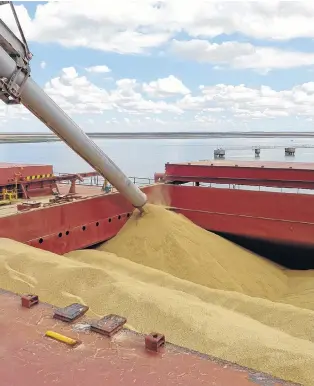  ??  ?? En cuanto al trigo, se espera una producción récord de 20,1 millones de toneladas.