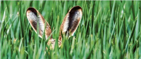  ?? Fotos: dpa ?? Sonntag in einer Woche ist er wieder unterwegs: der Osterhase. Dann versteckt er Eier. Capito hat er verraten, warum er das tut.