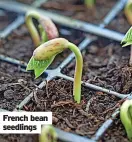  ?? ?? French bean seedlings
