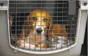  ?? NANCEE E. LEWIS FOR THE U-T ?? The Helen Woodward Animal Center took in 43 of more than 4,000 beagles rescued in Virginia.