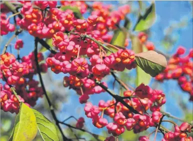  ??  ?? Bright red spindle berries