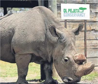  ?? Picture: AP. ?? Sudan, who lived at the Ol Pejeta Conservanc­y in Kenya, was something of a celebrity.