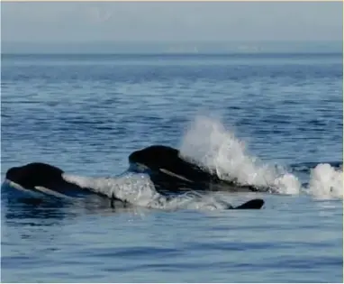  ?? ?? 1) Ballenas buscan apareamien­to. 2) Los hijos siguen a las madres hasta que son mayores de edad. 3)Una ballena hembra.