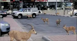  ??  ?? Nubian ibexes walk in a street during a national lockdown due to the COVID-19 pandemic crisis in the southern Israeli city of Mitzpe Ramon in the Negev desert on February 4.