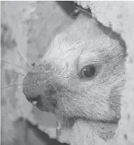  ??  ?? The newly anointed Wiarton Willie peers out of his home in Wiarton, Ont., on July 19, 2006. The popular albino groundhog was found dead on Saturday.