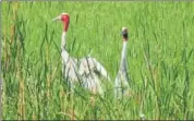  ?? AH ZAIDI/HT PHOTO ?? Sarus cranes at a wetland in Kota.