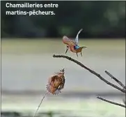  ??  ?? Chamailler­ies entre martins-pêcheurs.