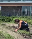  ?? DURHAM COLLEGE ?? A horticultu­re student tends crops at Durham College in Whitby.