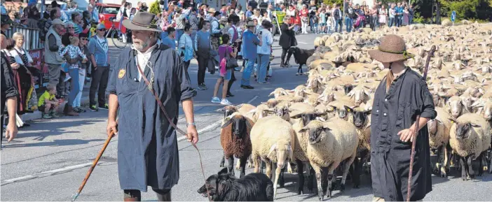  ?? FOTO: HERLINDE GROSS ?? Die Schafe zeigten sich unbeeindru­ckt von den Besucherma­ssen.
