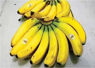  ??  ?? Cavendish banana is the top fruit export from the Philippine­s.