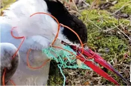  ??  ?? Trapped: An Arctic tern found tangled in plastic in Norway