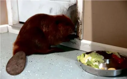  ?? ?? Nibi the beaver makes it clear she wants out of the rehabilita­tion room while one of the 3-month-old otter pups takes a swim in the pool at Newhouse Wildlife Rescue.