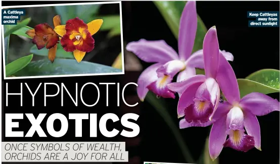  ?? ?? A Cattleya maxima orchid
Keep Cattleyas away from direct sunlight