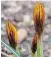  ?? ?? Crocus