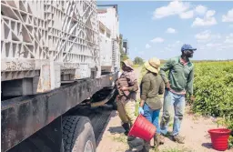  ?? CODY JACKSON/AP ?? Workers load a truck with tomatoes March 24 at a farm in Delray Beach, Fla. In some states, farmworker­s are not in the priority groups authorized to receive vaccines.