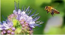  ??  ?? Honeybee flies to Phacelia