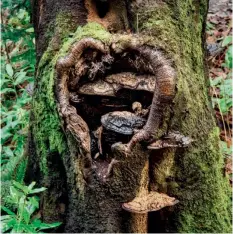  ??  ?? Left: Within the Beech Tree Heart taken by The Jacobite.