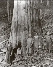  ??  ?? By the early 1920s, old chestnut trees were dying from the blight. Shelton family members pose by a tree in Tremont Falls, Tenn.