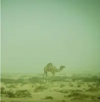  ?? Photos by Neeraj Murali ?? A wild camel grazes through the dust storm in nad Al Sheba on Sunday. —