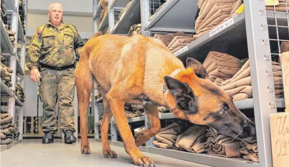  ?? FOTO: LENK ?? Ein Sprengstof­fspürhund der Bundeswehr bei der Arbeit. Ein Älbler wollte nach eigener Aussage seinen Hund ebenfalls ausbilden, weshalb er kleine Mengen an Sprengstof­fen zum Trainieren zuhause gelagert hatte.