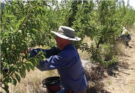  ?? PHOTO: CONTRIBUTE­D ?? PLUM JOB: Rowan Berecry harvests a crop of Queen Garnet plums, which were found to lower blood pressure in recent trials.