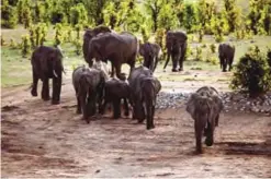  ??  ?? ZIMBABWE: This file photo shows a herd of African elephants in a national park in Zimbabwe.—AFP