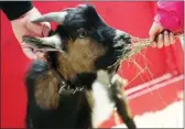  ??  ?? Six-month-old Pygmy goat Boots had lots of volunteers to feed him a snack of hay.