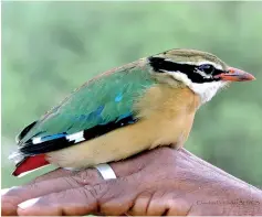  ??  ?? Indian Pitta found in Wasgamuwa on October 25. Pic courtesy Chandima Fernando