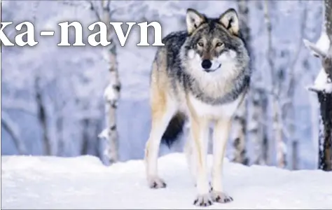  ??  ?? Ordet hukka i stedsnavn betyr ulv.
