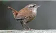  ?? Foto: Christoph Moning, lbv ?? Kleiner Vogel, große Stimme: der Zaunkönig.