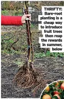  ?? ?? THRIFTY: Bare-root planting is a cheap way to introduce fruit trees then reap the rewards in summer, below