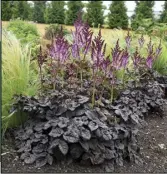  ?? ?? Astilbe Dark Side of the Moon