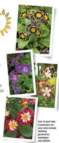  ??  ?? TOP TO BOTTOM: Contenders for your vote include bedding, geraniums aquilegias and dahlias